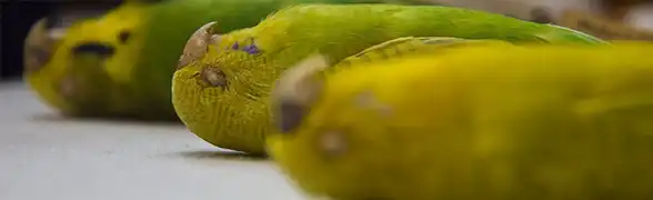 A haldokló hullámos papagáj