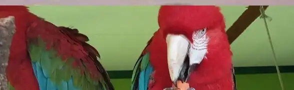 Létezik önzetlen papagáj?