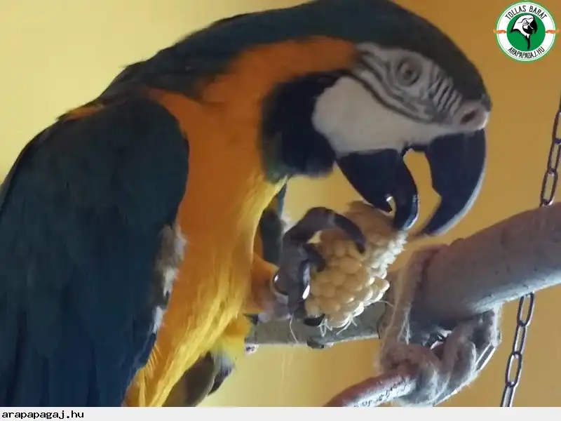 papagáj fogyás