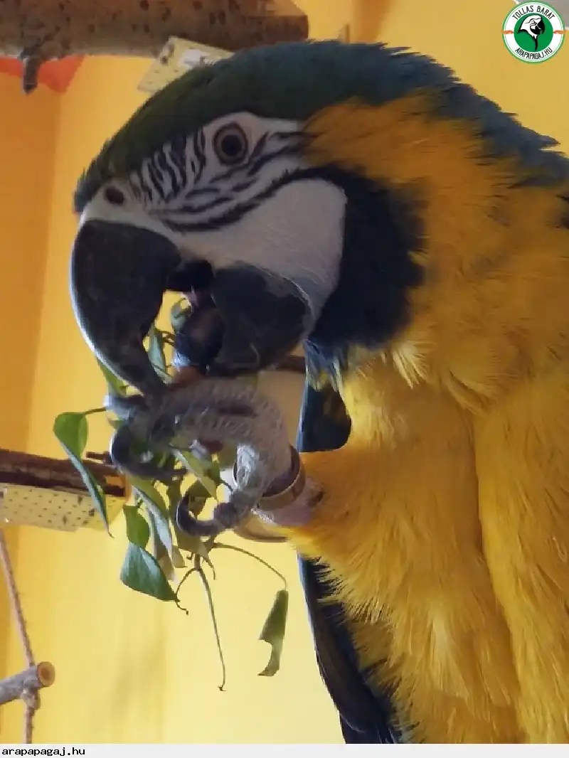 Papagáj fogyás