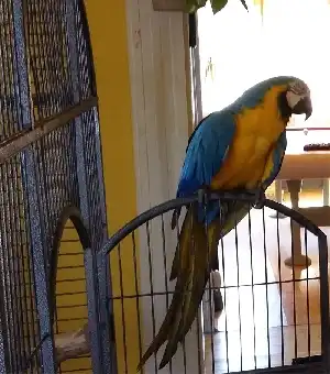 Ara papagáj: társ választása egy életre