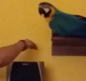 A papagáj simogatása