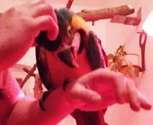 Papagáj nevelés: a csípes tanítása