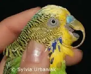 Papagáj betegségek, 5. rész - A csőr és a karmok túlnövése