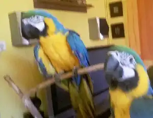 A kék ara papagáj