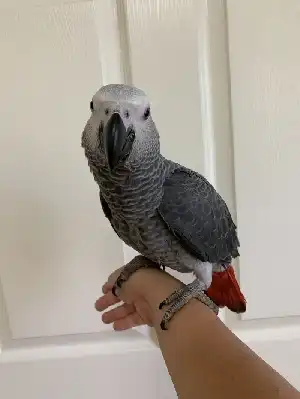 A papagáj beszerzése