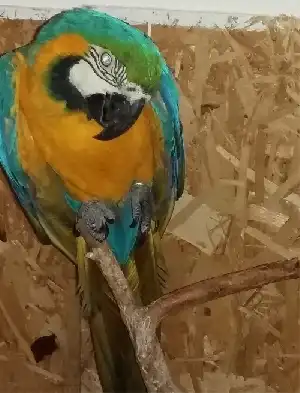 Az ara papagáj hétköznapjai