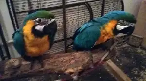 A papagáj fejlődése