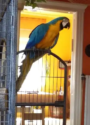 Barátunk, az ara papagáj