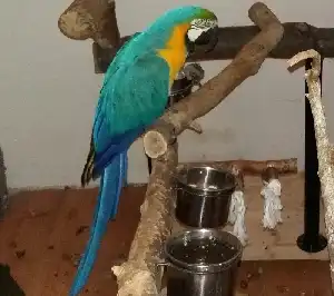 A papagájok táplálkozása