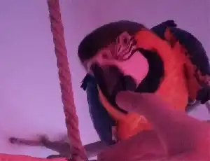 A papagájok testbeszéde