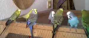Papagáj fajok leírása