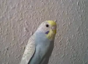 Egy kis papagájtan