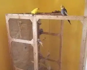 Eltérő fajtájú papagájok együttes tartása