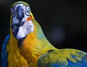 Ara papagáj szaporodása - lehetséges szaporítani?