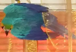 A papagájtoll típusai