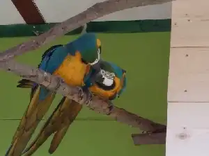 Ara papagájok tenyésztése - problémák és módszerek