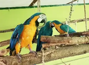 Beszélő papagáj fajok