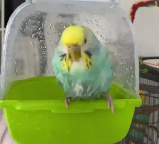 Fürdetőtál papagájoknak, műanyag, 14 cm